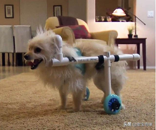 被装在包包里的毛孩纸，被装在包包里的毛孩纸怎么处理（铲屎官为毛孩们所做的事情让人感动图片）