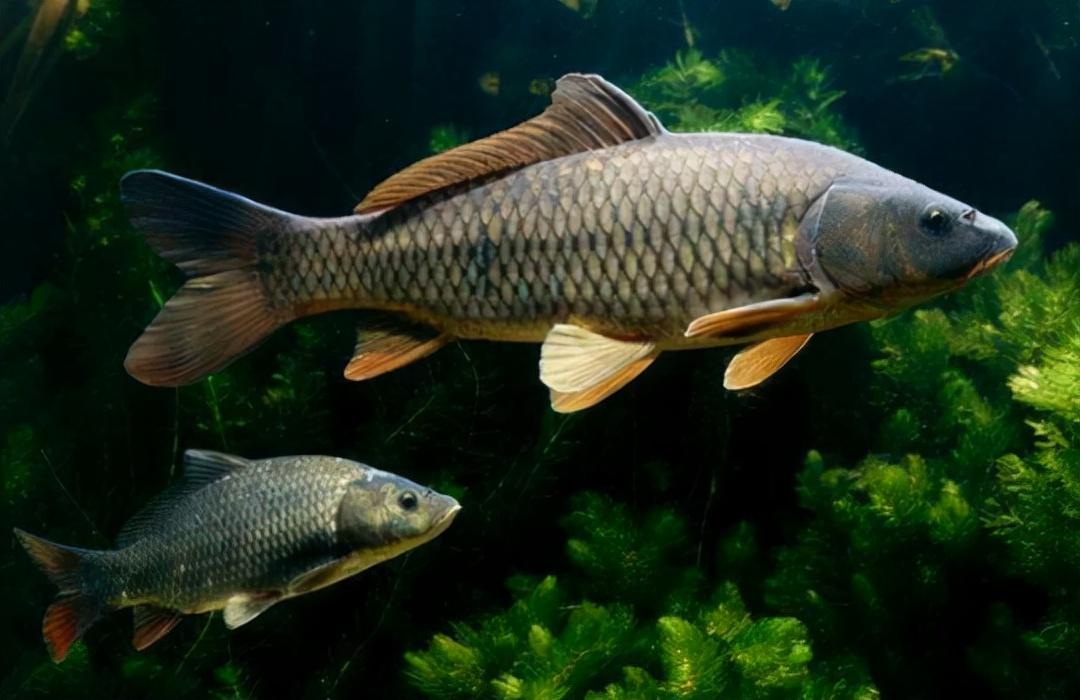 鲤鱼和鲫鱼为何不是四大家鱼?