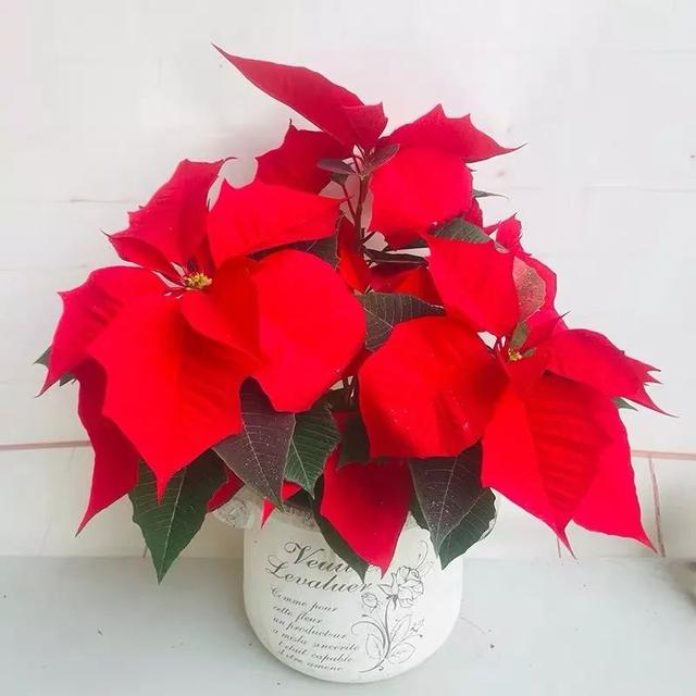 一帆风顺花有毒吗，一帆风顺花草有毒吗（家里养了宠物的朋友）