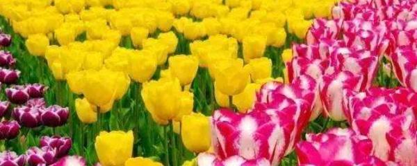 郁金香什么时候种植最好，郁金香什么时候种植（郁金香什么时候种）