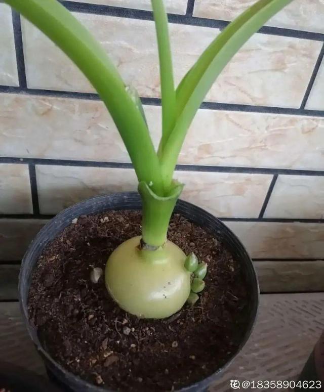 金鱼草怎么养，1种花长得像金鱼（金鱼草怎么养殖维护啊）