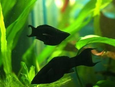 小精灵鱼详细介绍，宠物小精灵 鱼（这些工具鱼能够解决鱼缸里的大问题）