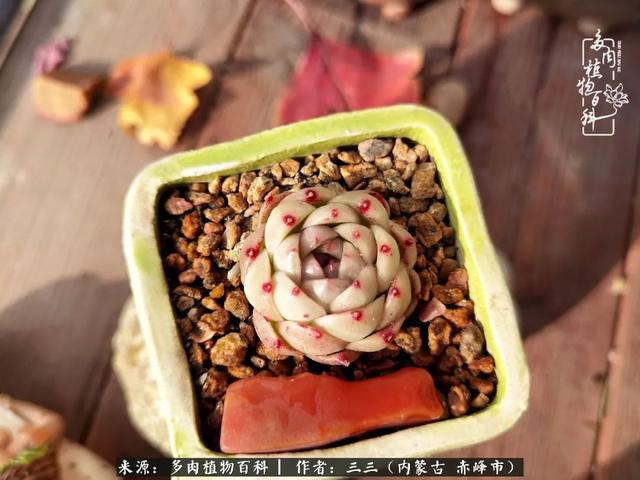 雪候鸟是什么意思，雪候鸟歌词表达什么意思（多肉于我从来不是锦上添花）