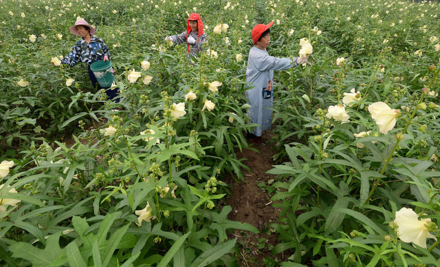 金花葵的养殖方法，金花葵的养殖方法视频（农民教你种植清热凉血、消炎镇痛的金花葵）