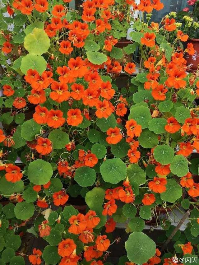 类似爬山虎的植物有哪些，除了爬山虎还有什么植物（7种超强繁育能力爬墙花）