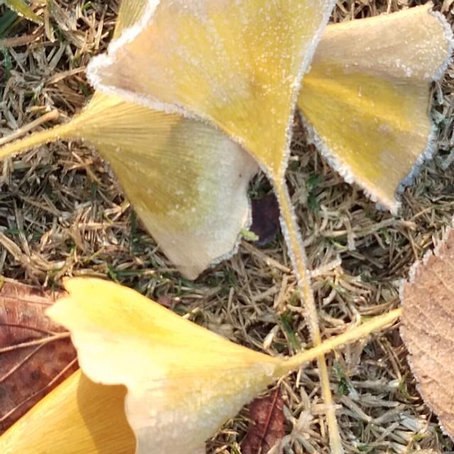 春天在什么在什么在什么上仿写，春天在什么在什么在什么上的仿写句子有哪些（跟着朱自清的美《春》写出我们精彩的《秋》）