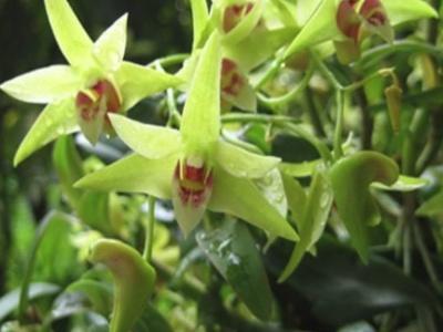 铜皮石斛怎么养，铁皮石斛怎么养