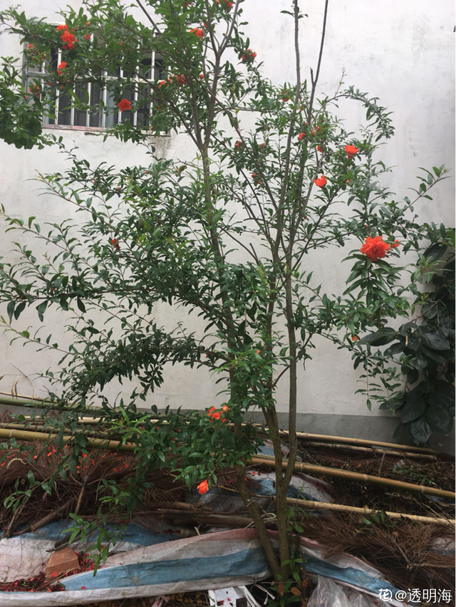 石榴树怎么养，石榴树苗什么时候种植最好（就能边赏花边吃果）