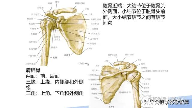 肩关节骨标志解剖图，全面掌握肩关节解剖