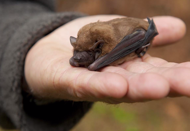 为什么蝙蝠叫盐老鼠，蝙蝠和盐老鼠是不是一个品类（老人说是“盐老鼠”）