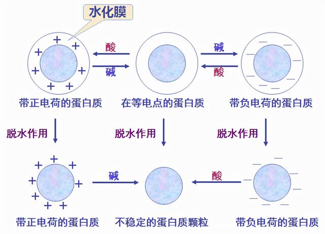 破壁机怎么打豆浆，破壁机如何打豆浆（可以尝试加入“这种物质”）