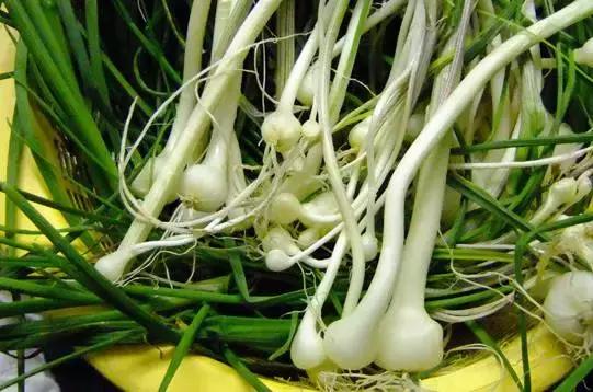 南京春季的野菜有哪些，南京野菜图片大全（春天南京人超爱吃的野菜当属“七头八脑”）