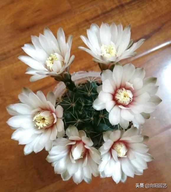 这6种仙人球开花能开一夏天，哪些仙人球开花（适合家养的仙人球）