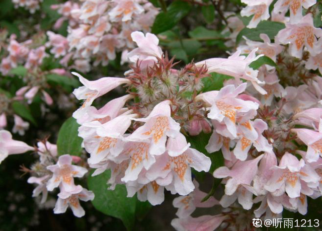 金鱼草怎么养，1种花长得像金鱼（金鱼草怎么养殖维护啊）