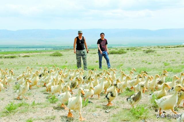 蝗虫最怕的四种天敌，但并非什么鸭子都能上阵杀蝗
