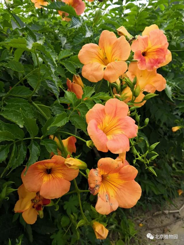 凌霄花，原来凌霄花是植物界的“性格多面手”（凌霄花花期多久一年开几次花）