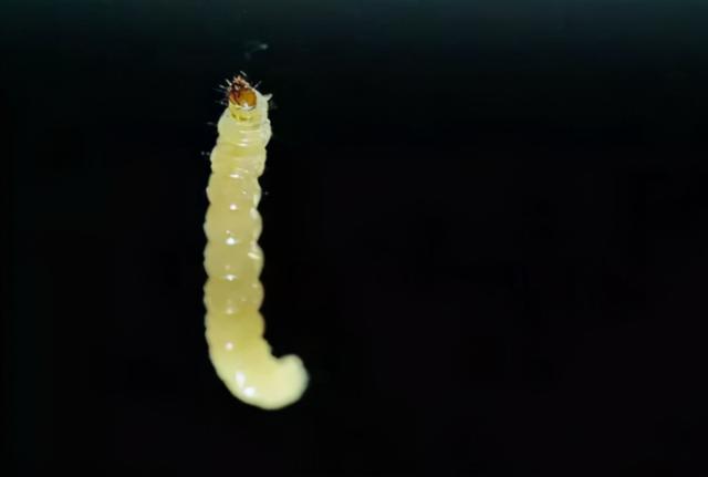 印度谷螟冬天会死吗，印度谷螟的越冬（研究者发现一种“食人蛾”）