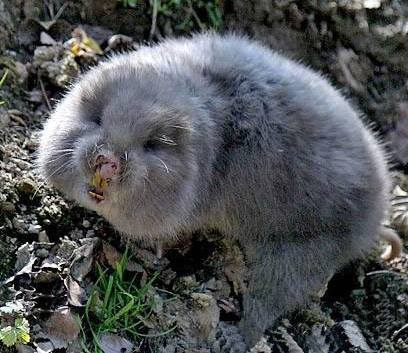 癞痢怎么读音是什么意思,下酒恩物——田鼠干 - 玉三网