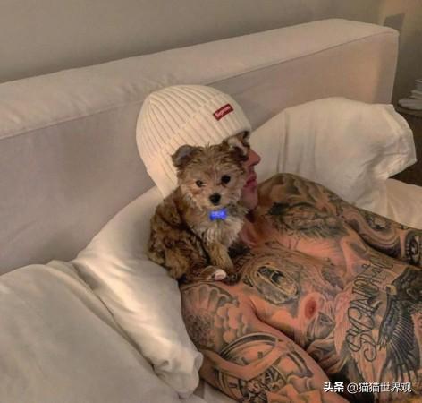 萨凡纳猫，贾斯汀·比伯宁愿被骂都要养（萨凡纳猫的价格）