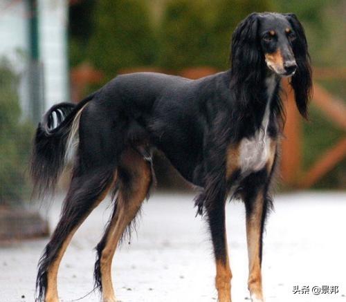 萨路基猎犬一般能养到几岁,萨路基猎犬速度有多快(世界名贵狗狗top10