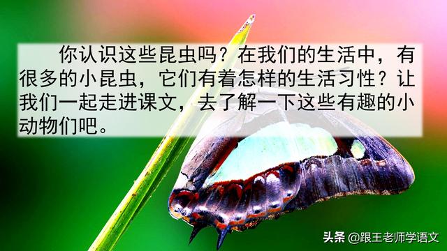 昆虫备忘录资料，部编语文三年级下册课文4、昆虫备忘录