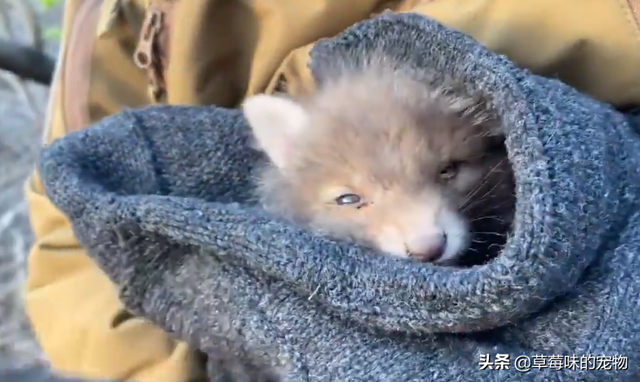 小狐狸奶狗可爱系列动漫头像微信，苏柒：小狐狸奶狗可爱系列动漫头像（野外捡到一只狐狸幼崽）