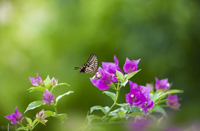 三角梅哪个品种最漂亮好看，三角梅哪个品种最勤开花？花开最美艳