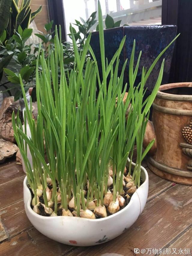 平菇种植最简单方法，平菇种植最简单的方法（喷喷水就能长）