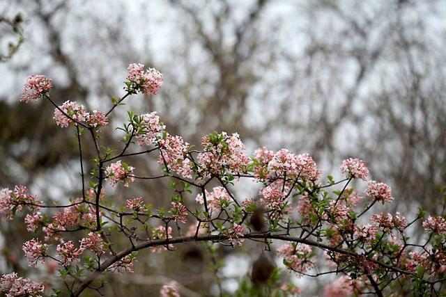 勿忘我花语和寓意，勿忘我花语和寓意（勿忘我花种子种植方法）