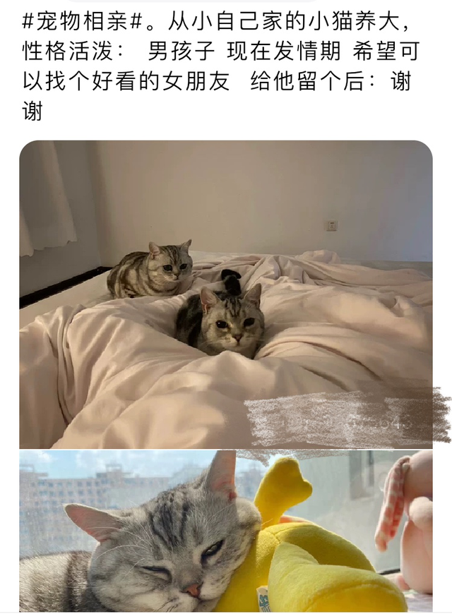 宠物婚介也很暴利，能赚多少你说了算，宠物婚介的主要特征（从官园到闲鱼的“它相亲”蓬勃发展的细分市场）