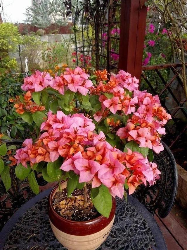 SuSu:一起种草莓来吗，微信头像，SuSu:一起种草莓来吗?【杂图】（花芽蹭蹭长满盆）