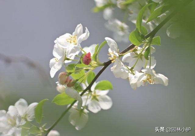 海棠有哪些品种，四季海棠有哪些品种（叫出来超过3种名字的都很少）