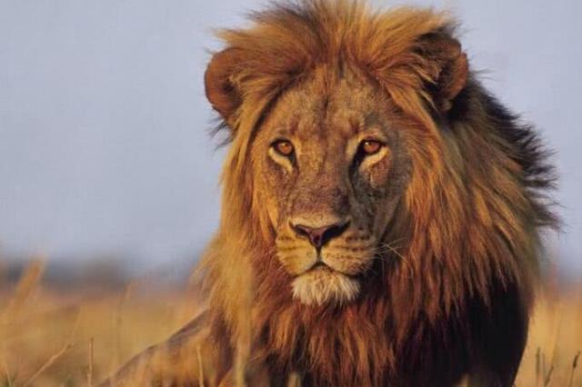 森林里有什么动物，生活在森林里的动物有哪些（就算是狼见了，都要叫“大哥”）