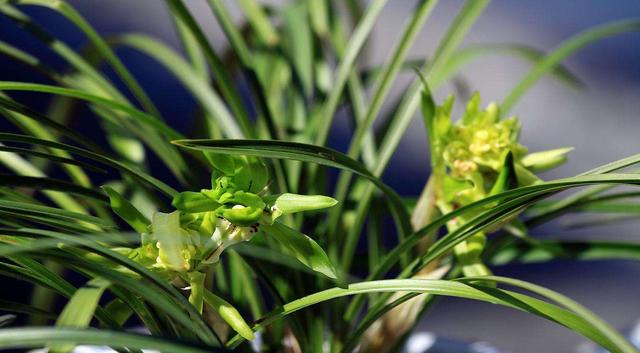 兰花变黄怎么挽救，兰花新长出来的叶子发黄怎么办（家里的“春兰”黄了叶）