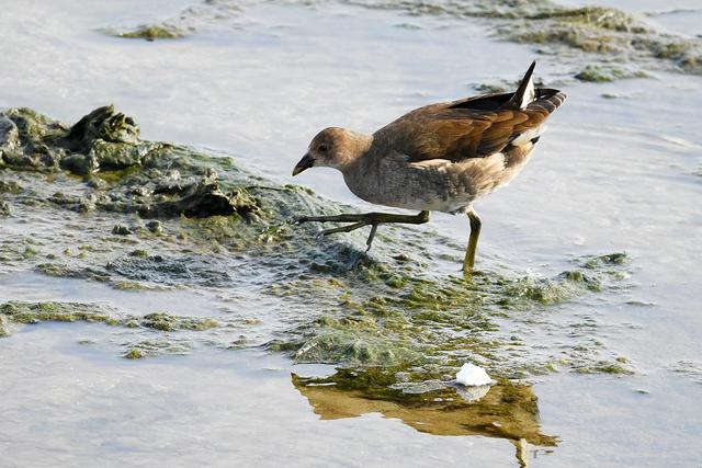 水鸡是什么，水鸡是什么车（西方秧鸡、叽咋柳莺......）