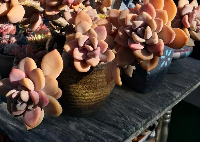 多肉十大美人系列，十大漂亮多肉（盘点盘点多肉界的“美人”们）