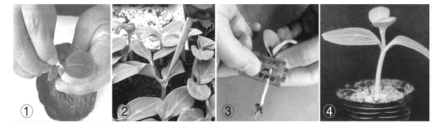 西瓜嫁接育苗的工厂化管理方法有哪些，西瓜苗如何培育（西瓜高产管理技术之四）