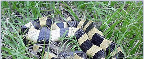 中国十大致命毒蛇，饭铲头粤语什么意思（存在于我国境内十大毒蛇排行）