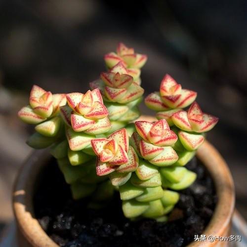 钱串子花学名叫什么啊，钱串子花又叫什么（带财入户的钱串子多肉植物）