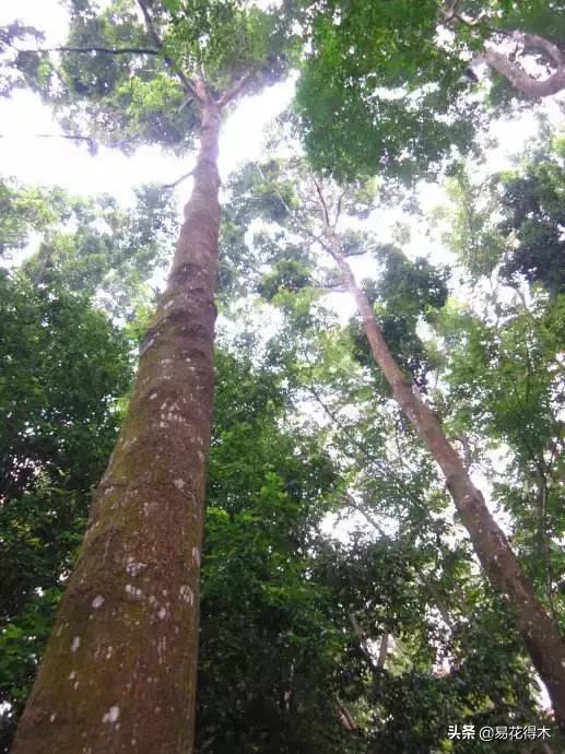 关于坡垒介绍，水坡垒和油坡垒有什么区别（国家一级濒危珍稀植物：坡垒）