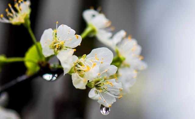 关于李子花的诗句，关于李子花的诗句经典（李花怒放一树白）
