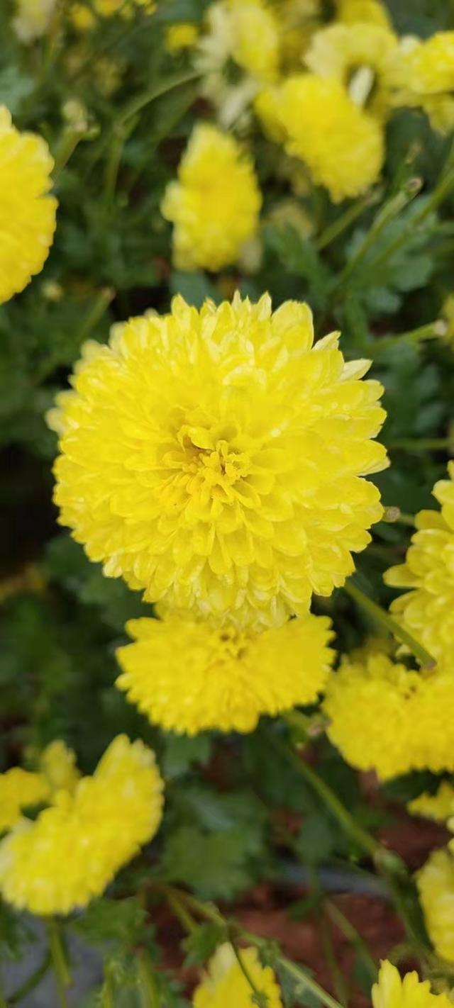 菊花晒干或者烘干的方法，菊花怎么晒干好（裛露掇其英-你们的菊花其实都是菊花烘干设备烘干的）