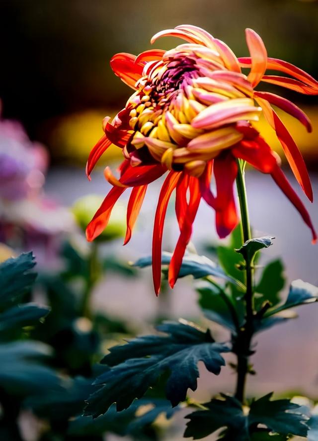 菊花寓意什么，菊花寓意什么康乃馨寓意什么玫瑰寓意什么（绕篱寒菊自开花）