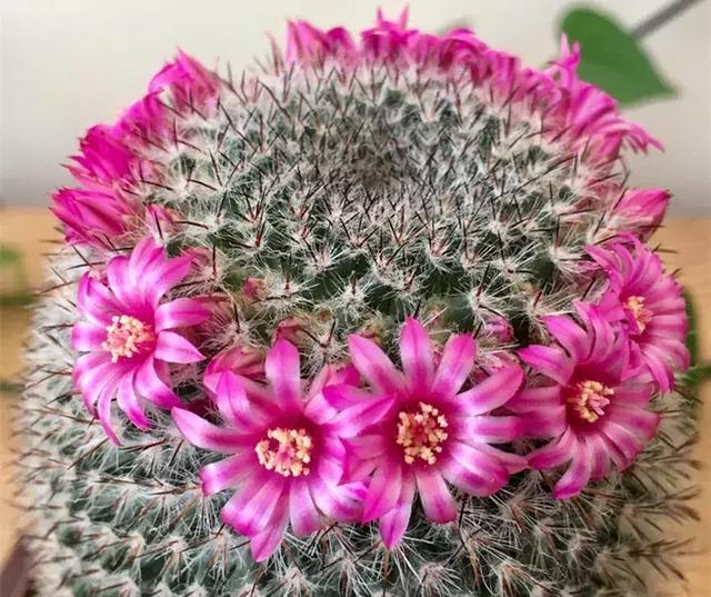 绿萝好养吗,绿萝怎样栽培(绿萝竟然排在倒数第1) 绿萝好养吗,绿萝怎样栽培(绿萝竟然排在倒数第1)