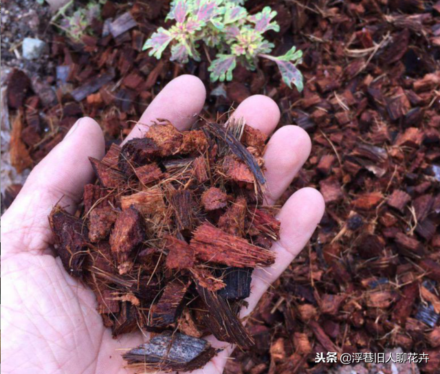 菜籽饼绝密配方，菜籽饼菜籽饼（养绣球要学会这种配土方法）