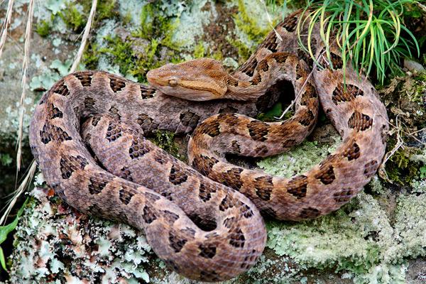 中国十大毒蛇排名(看看中国最毒的蛇是什么蛇?) - 生活 - 爱宁信息网