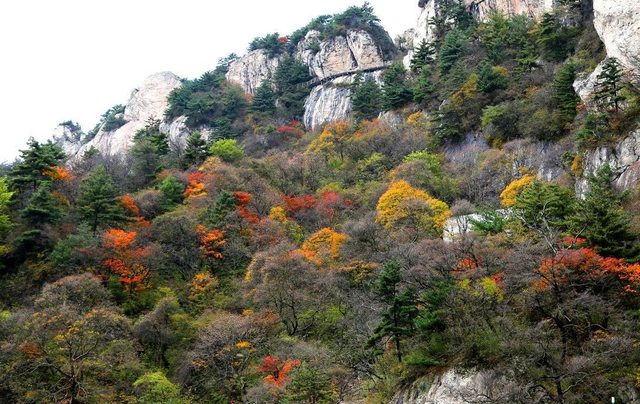 老君山在什么地方，老君山在什么地方是哪个省（老君山云海平均每年多达130天）