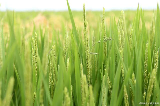 袁隆平最大的贡献是什么，袁隆平为人类社会做出了哪些巨大贡献