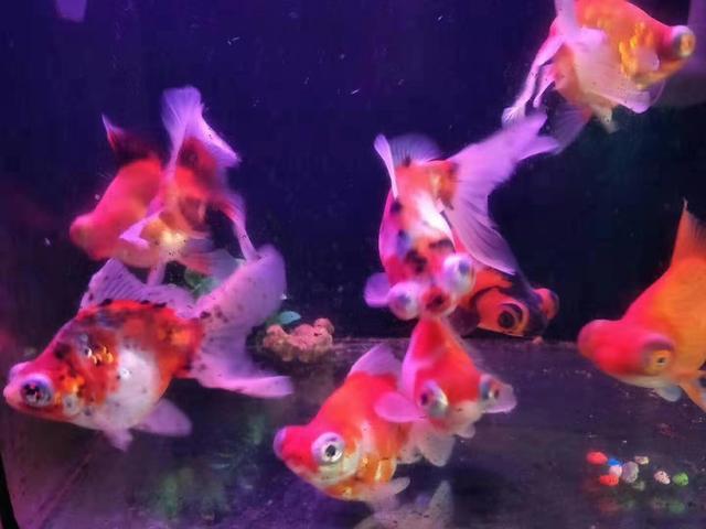 鱼缸怎么清理干净，鱼缸清洁中的正确方法（朋友送给我一个旧鱼缸我准备以下的方法消毒）