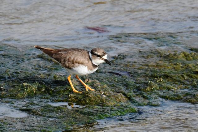 水鸡是什么，水鸡是什么车（西方秧鸡、叽咋柳莺......）